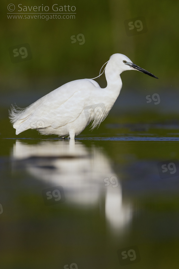 Little Egret, side view of an adult standing in the water