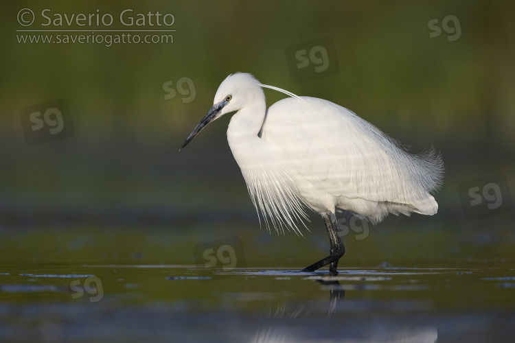 Little Egret, side view of an adult standing in the water