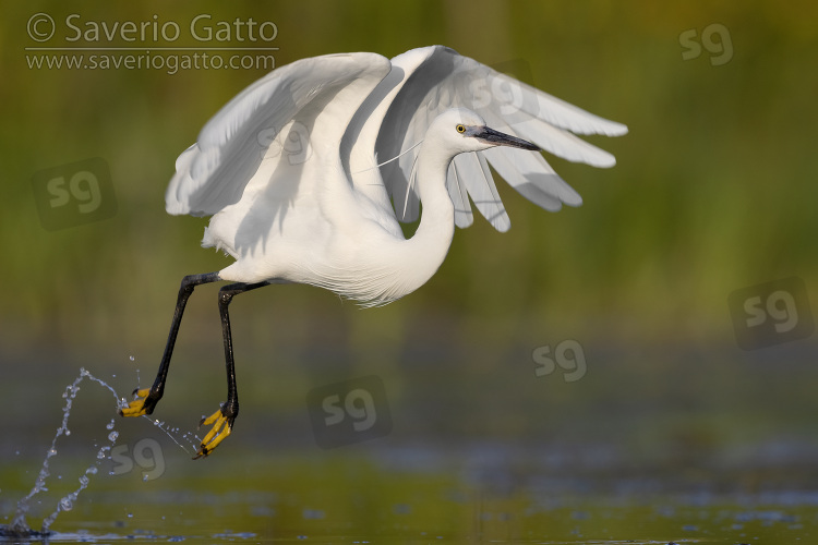 Little Egret, side view of an adult in flight