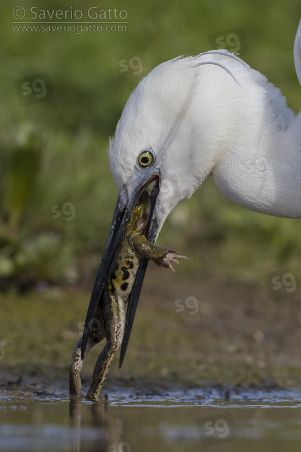 Little Egret, close-up of an adult eating a frog