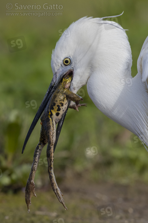 Little Egret, close-up of an adult eating a frog