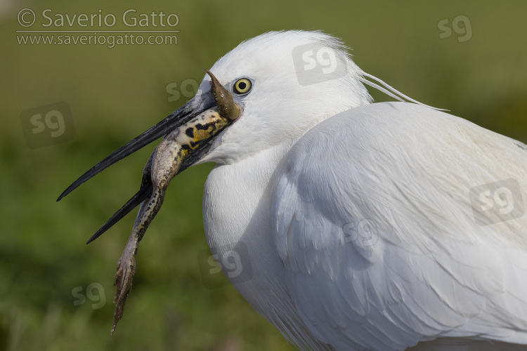 Little Egret, close-up of an adult eating a frog