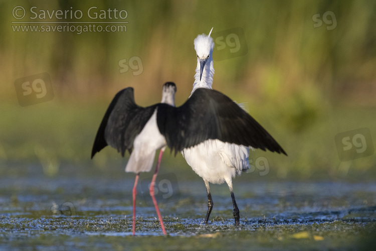 Little Egret, adult facing a black-winged stilt