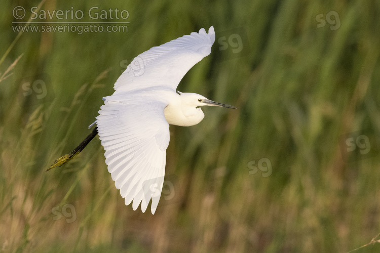 Little Egret, side view of an adult in flight