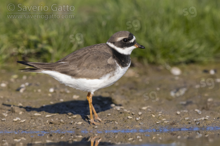 Ringed Plover, side view of an adult standing on the mud