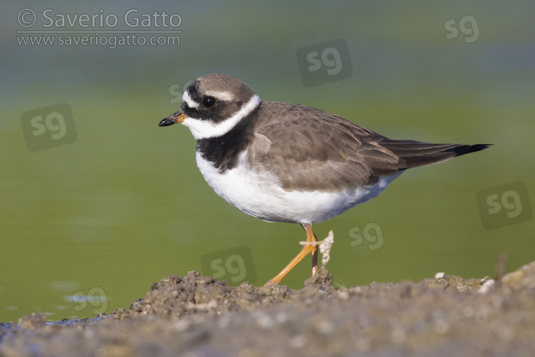 Ringed Plover, side view of an adult standing on the mud