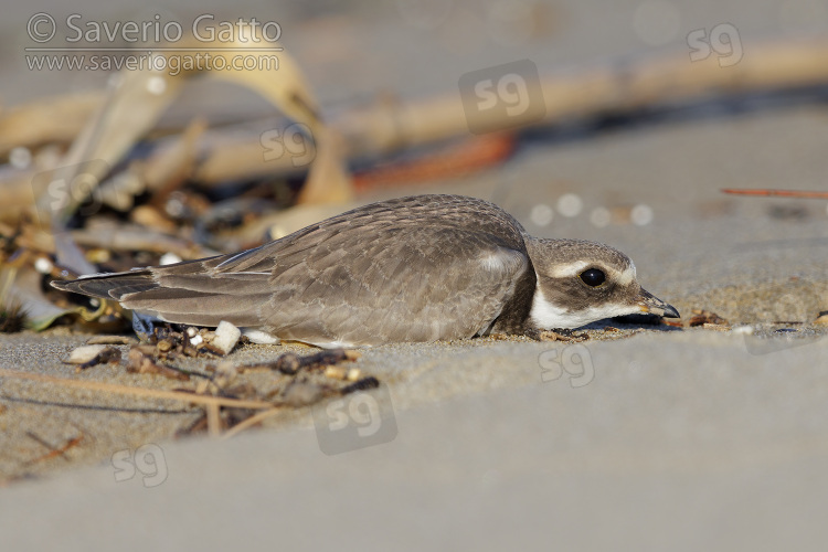 Ringed Plover