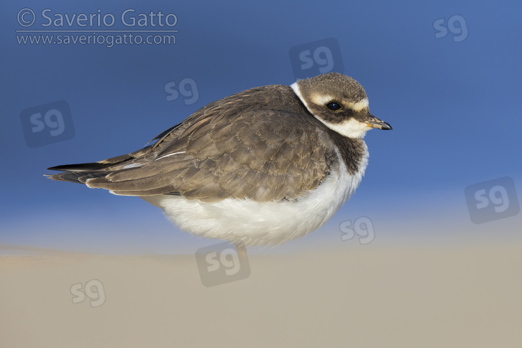 Ringed Plover, side view of a juvenile standing on the sand