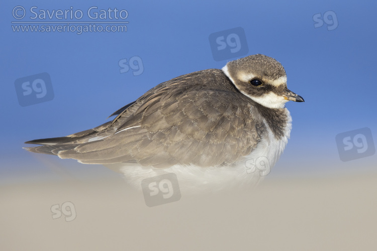 Ringed Plover, side view of a juvenile standing on the sand