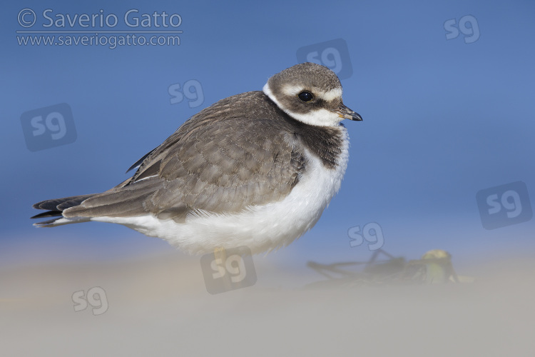 Ringed Plover, side view of a juvenile standing on the sand