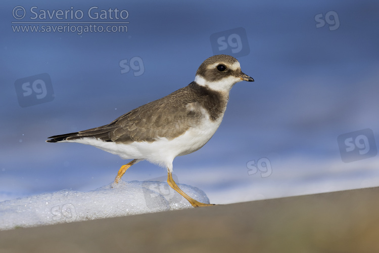 Ringed Plover