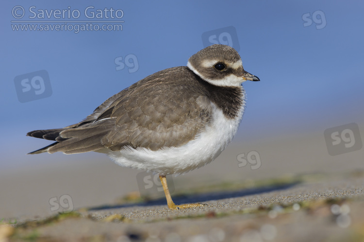 Ringed Plover