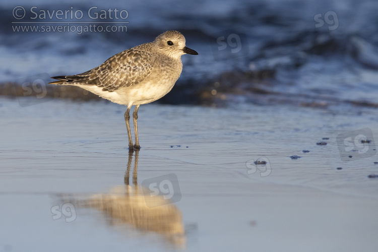 Grey Plover, side view of an adult in winter plumage standing in the water