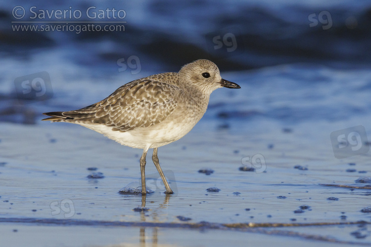 Grey Plover, side view of an adult in winter plumage standing in the water