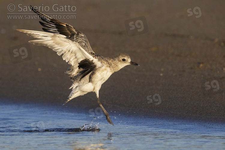 Grey Plover, side view of an adult in winter plumage in flight