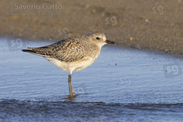 Grey Plover, side view of an adult in winter plumage standing in the water