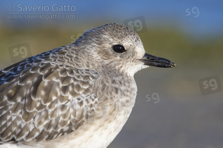 Grey Plover