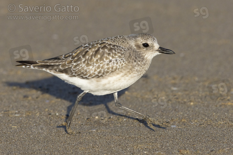 Grey Plover, side view of an adult in winter plumage running on the sand