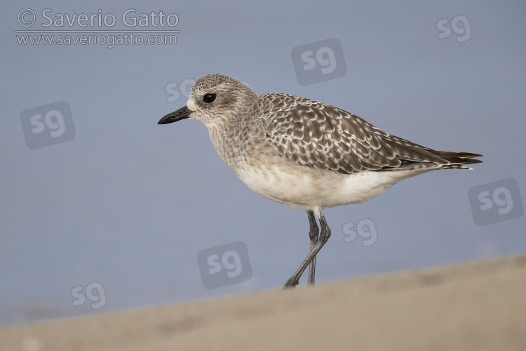 Grey Plover, side view of an adult in winter plumage standing on the sand