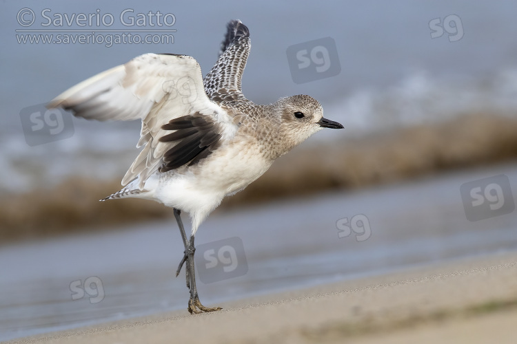 Grey Plover