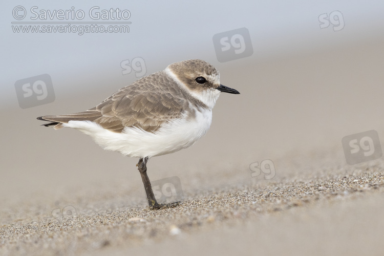 Kentish Plover, side view of an individual standing on the sand