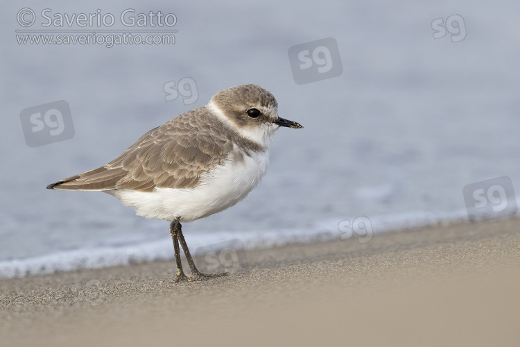 Kentish Plover, side view of an individual standing on the sand