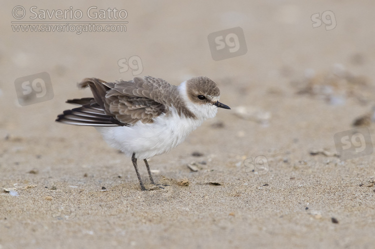 Kentish Plover, side view of an individual shaking it feathers