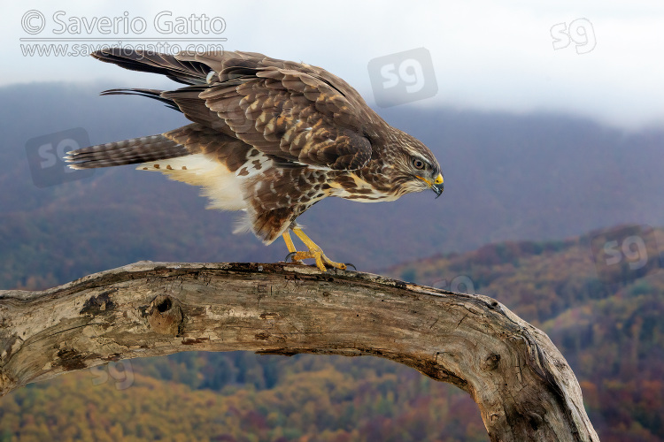 Common Buzzard, side view of a juvenile perched on an old trunk with autumn landscape in the background