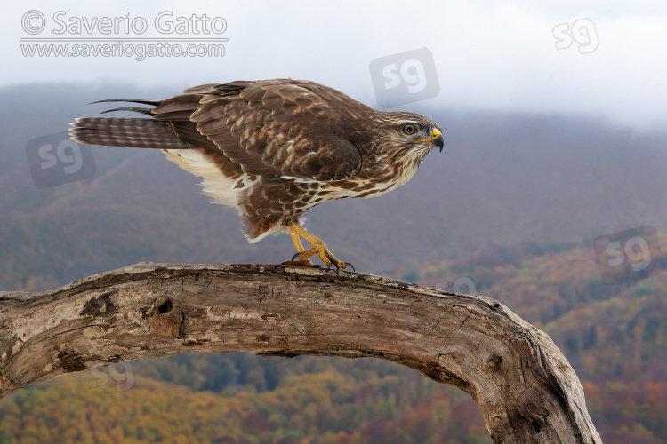 Common Buzzard, side view of a juvenile perched on an old trunk with autumn landscape in the background