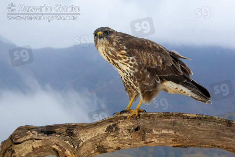 Common Buzzard, side view of a juvenile perched on an old trunk with autumn landscape in the background