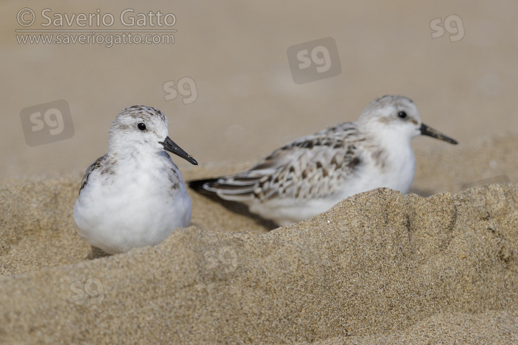 Piovanello tridattilo, due giovani a riposo sulla sabbia