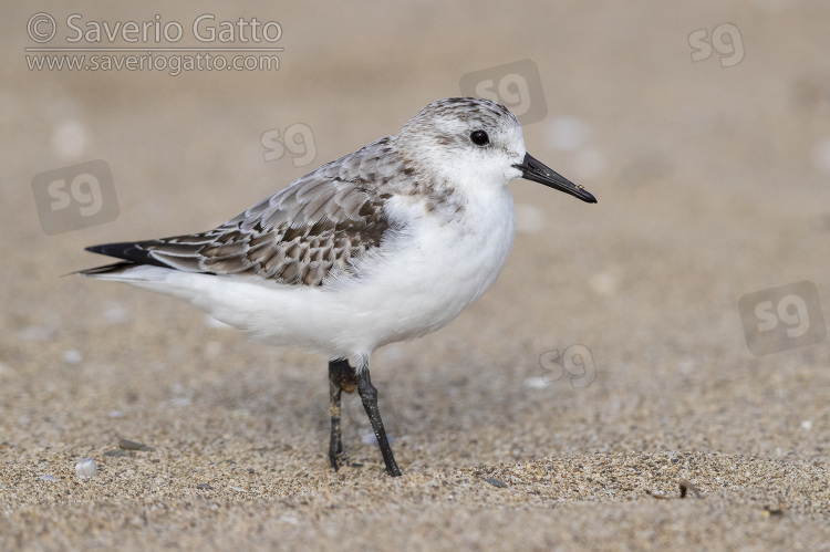 Sanderling, juvenile standing on the sand