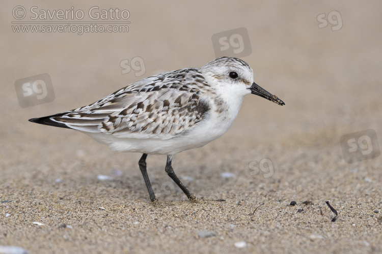 Sanderling, juvenile standing on the sand