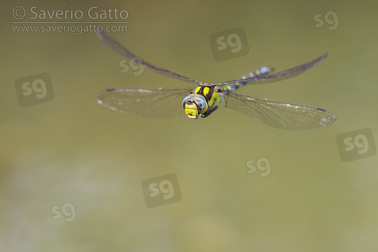 Blue Hawker, front view of an adult in flight