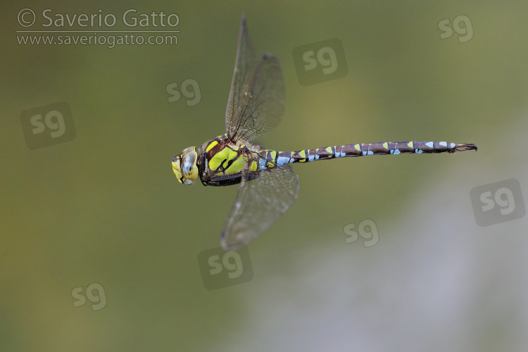 Blue Hawker, side view of an adult in flight