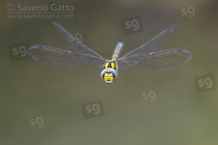 Escna azzurra, adulto in volo visto frontalmente