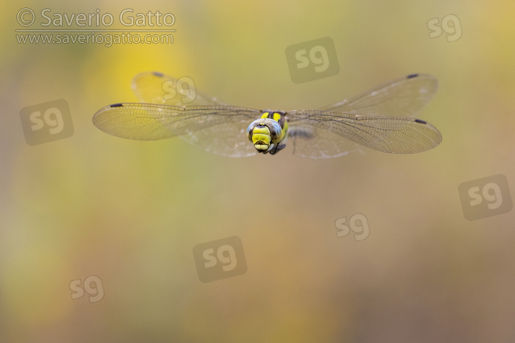 Blue Hawker, front view of an adult in flight