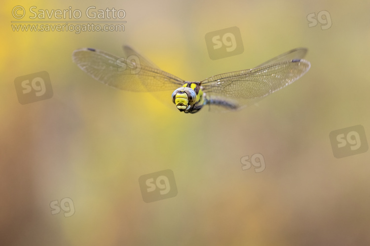 Blue Hawker, front view of an adult in flight