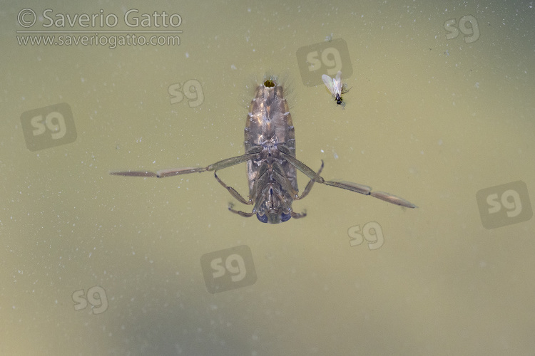 Backswimmer, adult swimming in a pond