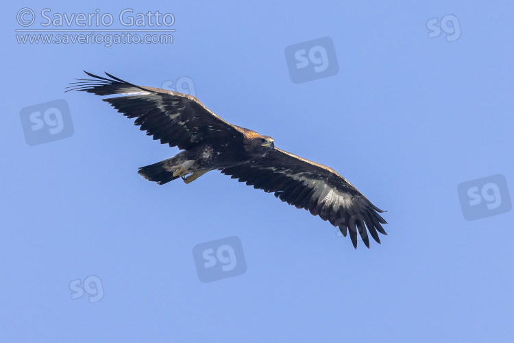 Aquila reale, giovane in volo visto dal basso