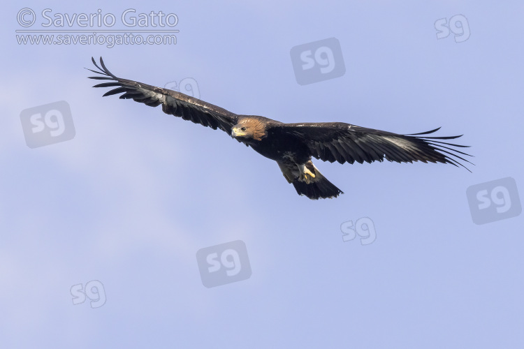 Aquila reale, giovane in volo visto dal basso