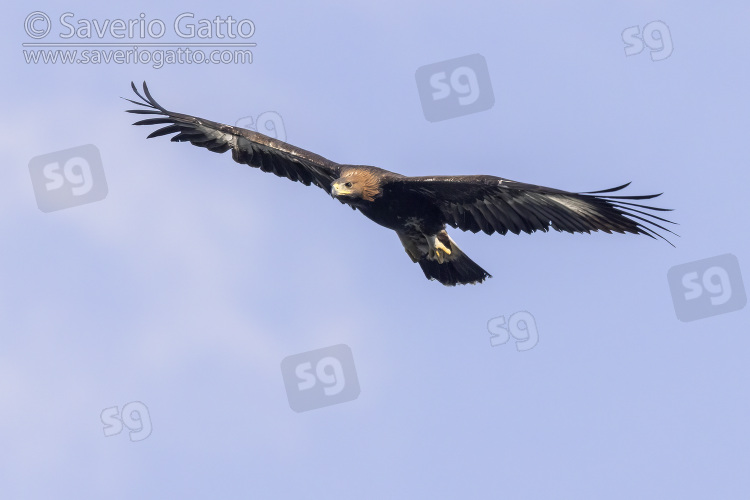 Golden Eagle, juvenile in flight seen from below