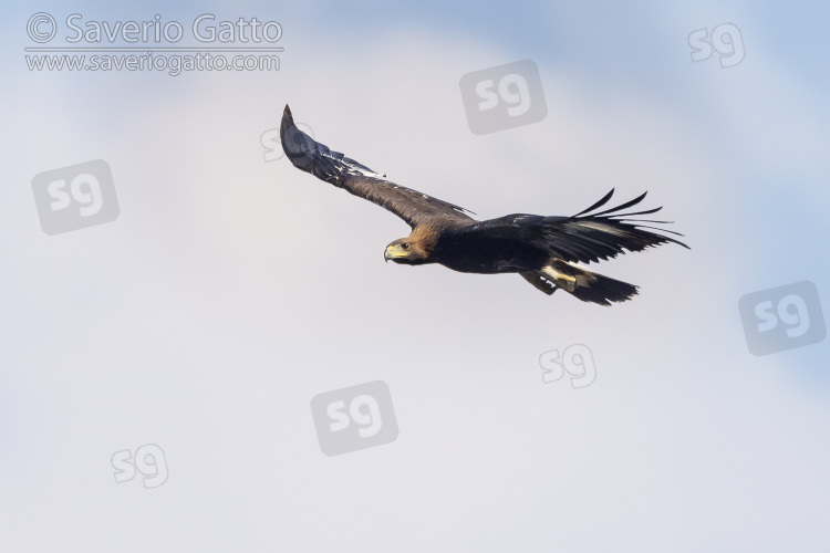 Aquila reale, giovane in volo