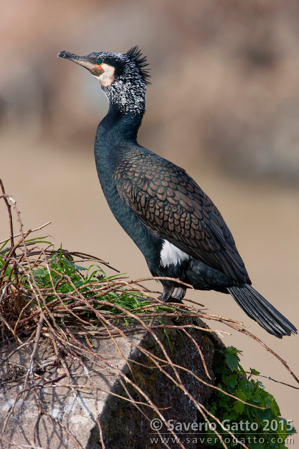 Great Cormorant