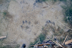 Impronta di Lontra