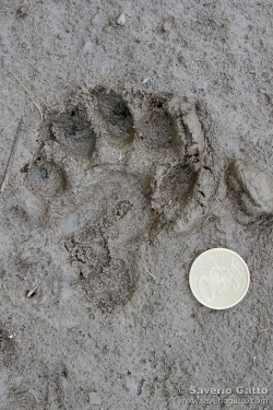 Impronta di lontra