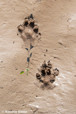 Impronte di lontra