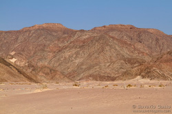 Sinai Desert