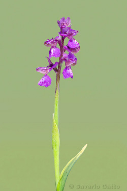 Orchide minore
