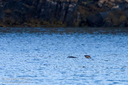 Common Otter